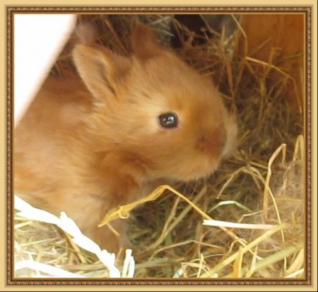 14 napos szatén kölyök